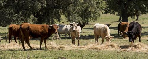 MaquinariaForraje