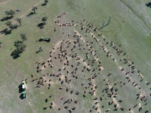 DJI 0229